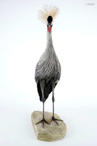 Une grue royale, prŽsentŽe debout, taxidermie moderne