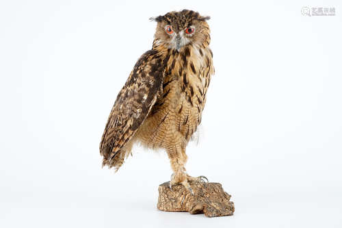 Un Hibou grand-duc naturalisŽ, taxidermie moderne