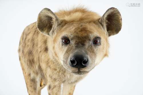 Un hyŽne, prŽsentŽ debout, taxidermie moderne