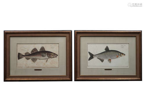 Deux gravures de poissons rehaussŽes de couleurs de Bloch: 