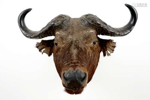 Une tte d'un bison d'Europe, taxidermie, 2me moitiŽ du 20me