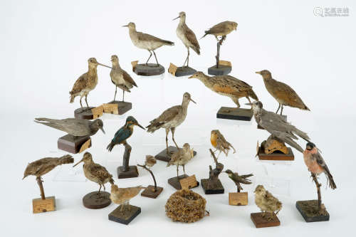 Un lot de 20 oiseaux et un nid, taxidermie, 19/20me