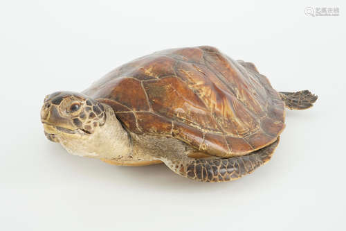 Une vieille tortue de mer, taxidermie, 19/20me