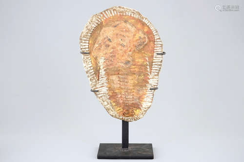 Un trilobite fossile sur socle