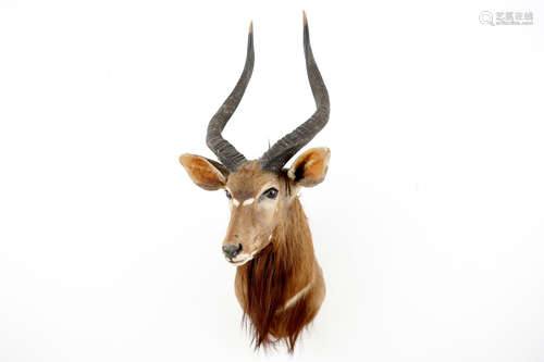 Une buste d'un nyala, taxidermie de la fin du 20me