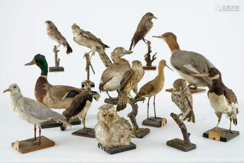 Un lot de 13 oiseaux, taxidermie, 19/20me