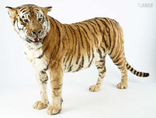 Un tigre du Bengale, prŽsentŽ debout, taxidermie rŽcente