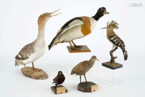 Un lot de 5 oiseaux, taxidermie, 19/20me