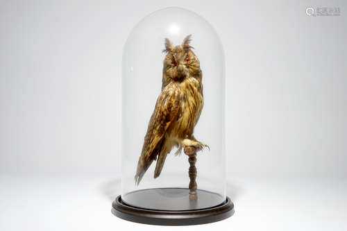 Un hibou presentŽ sous verre, taxidermie du dŽbut du 20me