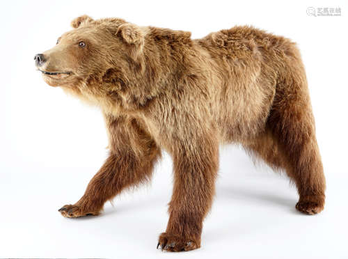 Un ours brun, prŽsentŽ debout, taxidermie rŽcente