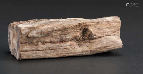 Wood Fossils
