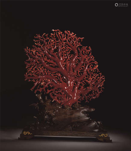 AK红珊瑚发财树