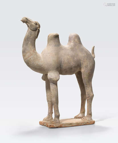 A painted pottery figure of a camel Tang dynasty (618-907)