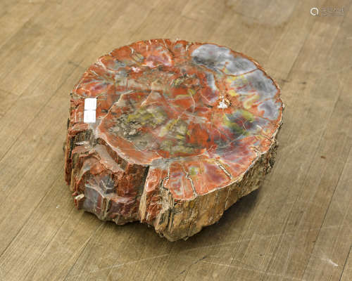 Polished Petrified Wood Stump