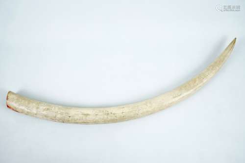 An unworked ivory tusk with CITES certificate, 20th C.