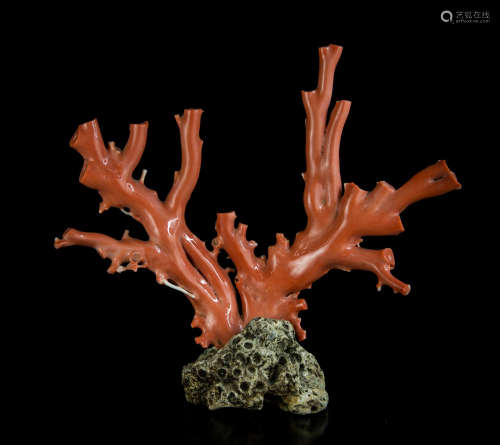A Chinese Coral