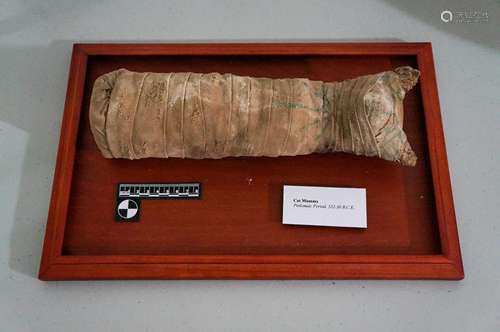 ANCIENT EGYPTIAN PTOLEMAIC PERIOD CAT MUMMY