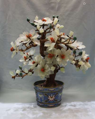 LARGE JADE TREE