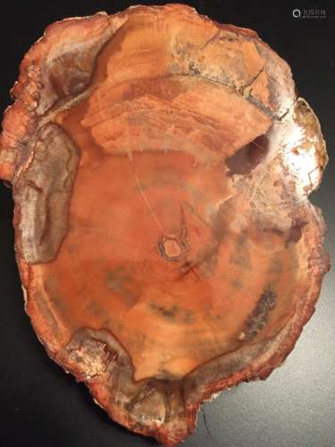 石化木， fossilized wood
