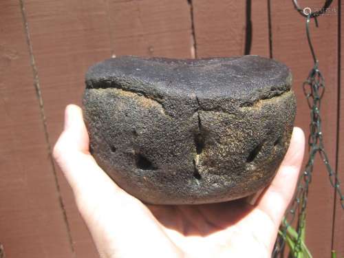 Marine Mammal black petrified vertebra fossil, 4 lb.