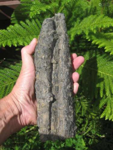 Fossil Stigmaria plant root, 1.5kg, 360 million years