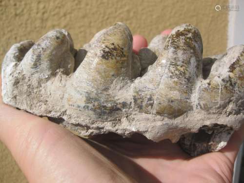 Fossil Petrified white molar teeth of Gomphotherium, 15cm,10 million years