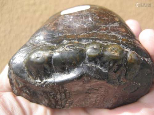 Exceptionally preserved Stegodon fossil mo teeth, 590 g