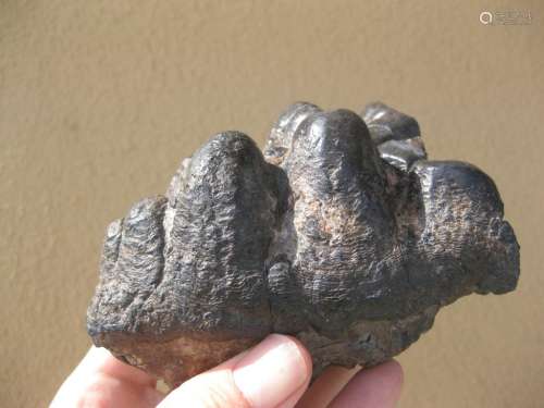 Fossil Petrified Gomphotherium black molar teeth, 10cm, 13-3 million y