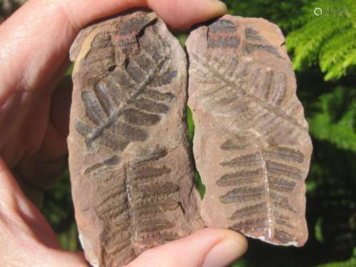 Petrified ferns plant fossil