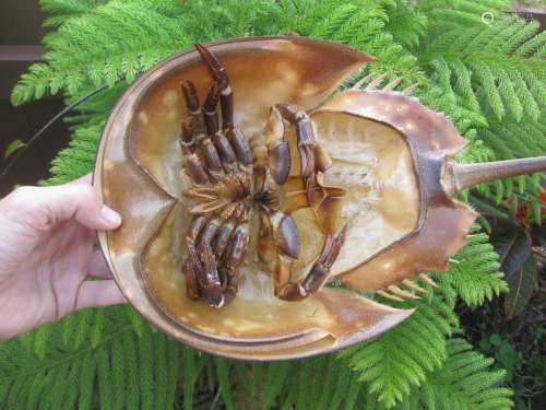 Genuine dried Shoe crab taxidermy from Florida beach;