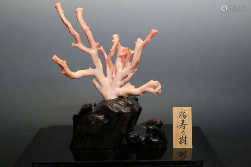 珊瑚福寿樹