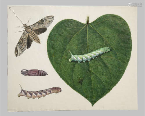 SEVEN ORNITHOLOGICAL AND ENTOMOLOGICAL GOUACHE PAINTINGS ON PAPER EARLY 19TH CENTURY