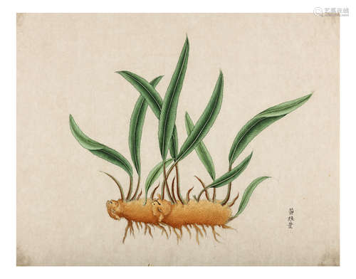 清   外销植物绘画                                                                                                                    A CHINESE EXPORT PAINTING OF A GINGER PLANT.