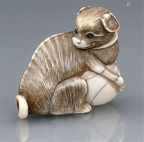 AN IVORY NETSUKE OF A SEATED PUPPY ATOP A BALL, Japan, 19th ct. - Property from an old European private collection, bought in the 1920s to 1930s at Kleykamp in The Hague - Partly fine hairline cracks due to age, otherwise good condition