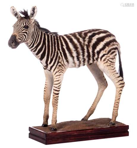 A stuffed zebra, H 109 (without base) - 119,5 (with base) - B 127 cm