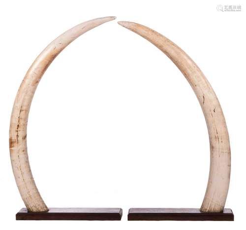 A pair of elephant tusks, with CITES certificate, on a wooden base, H 132 and 129 - 157 and 149 (inner bouw) - 170 and 163 (outer bow) - Diameter 41,5 and 44 cm - Weight ivory: 18,4 and 18,9 kg