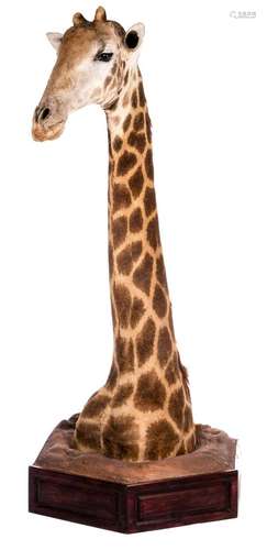 A head and a neck of a stuffed giraffe, H 212 (without base) - 247 cm (with base)