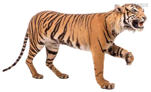 A taxidermy tiger, H 88 - W 37 - L 156 cm (with CITES documents)