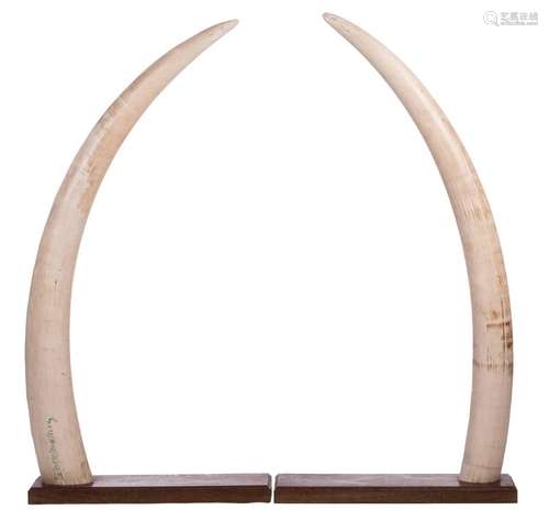 A pair of elephant tusks, with CITES certificate, on a wooden base, H 144 and 147 - 161 and 163,5 (inner bow) - 170 and 176 (outer bow) - Diameter 37 and 45,5 cm - Weight ivory: 20 and 21,5 kg