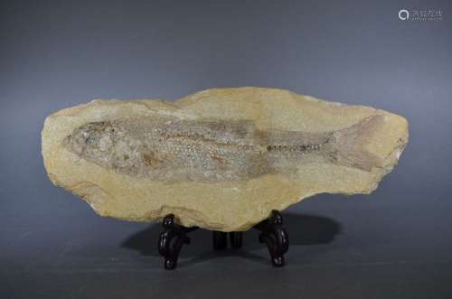 A FISH FOSSIL