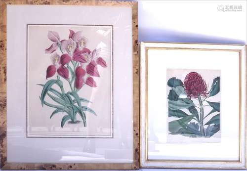 Two Horticultural Prints