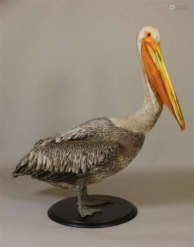 Pélican gris (Pelecanus rufescens) (NR)