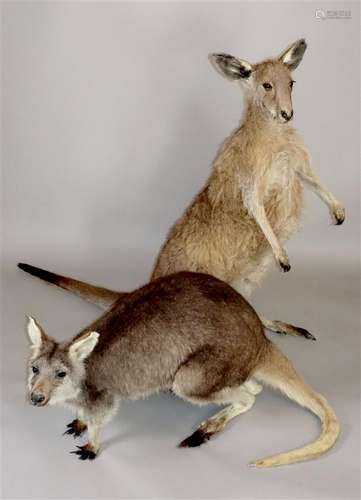 Grand Kangourou Roux (Macropus Rufus) (NR)