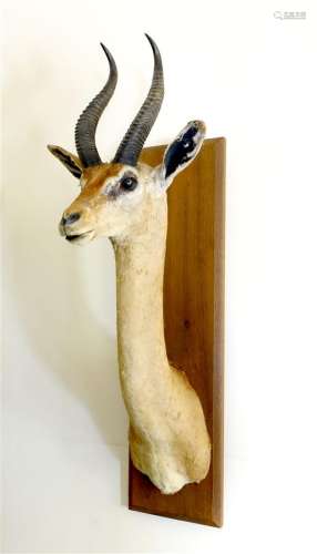 Gazelle  de Waller ou Gérenuk (Litocranius walleri) (CH)