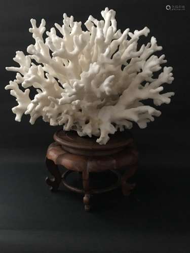 A White Coralal Ornament with Rosewood Stand