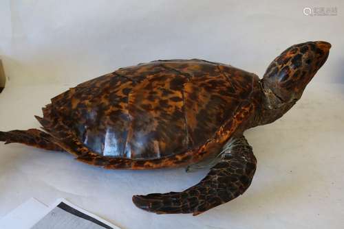 Antique Turtle Sea Taxidermy, Handsome