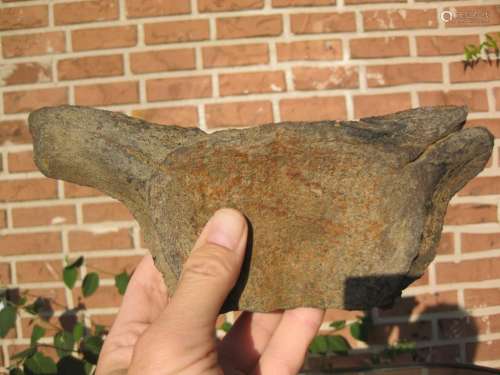Mysterious flat petrified fossil vertebra, 2 lb., 9 in.
