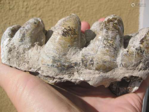 Fossil Petrified white molar teeth of Gomphotherium