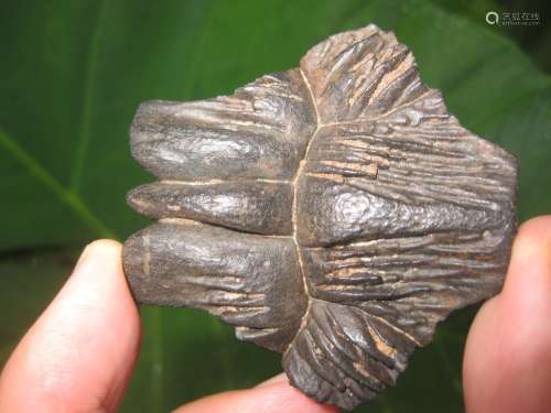 Cool turtle bone fossil, 55mm, 200-5 million years