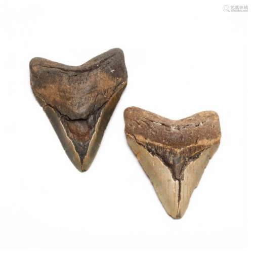 Two Fossilized Megalodon Teeth